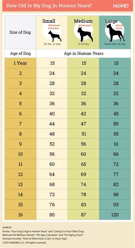 狗狗年齡對照表揭密！你知道你家狗狗幾歲算老嗎？