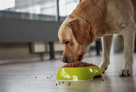 狗狗幾個月可以開始吃成犬飼料？讓我們一探究竟！