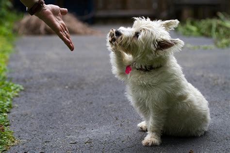 狗一直抖？揭開狗狗抖動的奧秘！